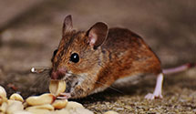 24 Hour & Emergency Exterminators in Germantown, TN